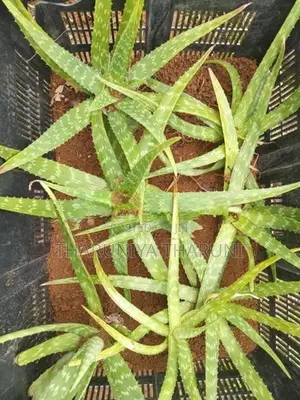 Aloe Vera Plants