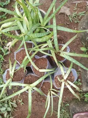 Aloe Vera Plants