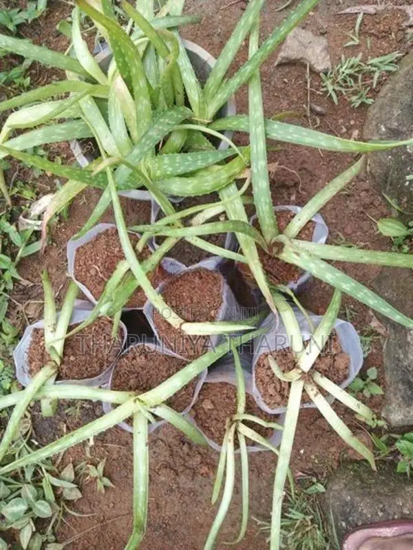 Aloe Vera Plants