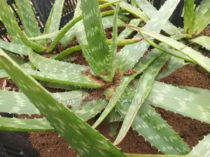 Aloe Vera Plants