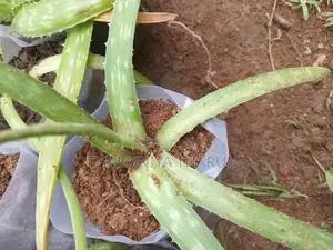 Aloe Vera Plants