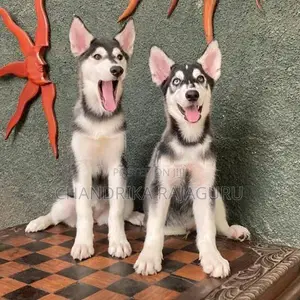 Siberian Husky Puppies
