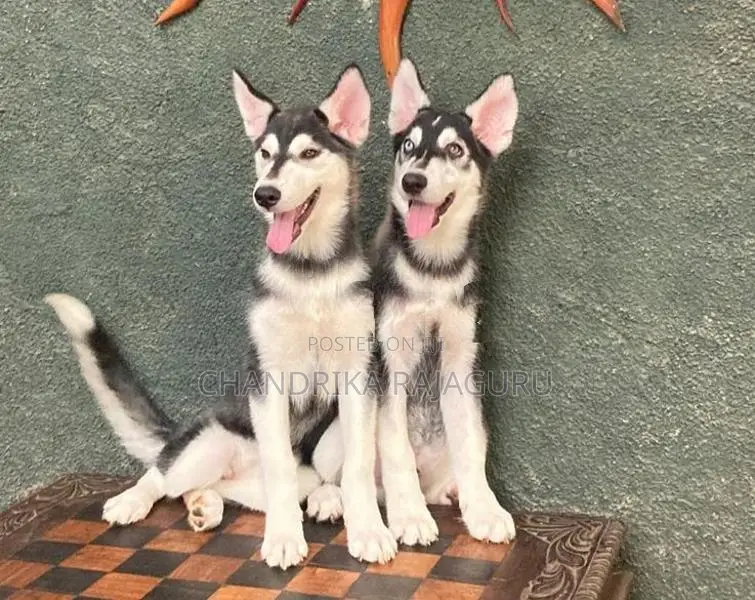 Siberian Husky Puppies