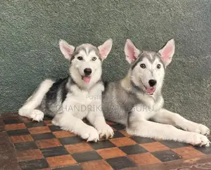 Siberian Husky Puppies