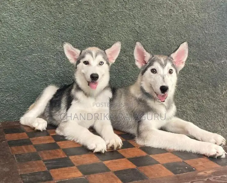 Siberian Husky Puppies