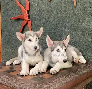 Siberian Husky Puppies