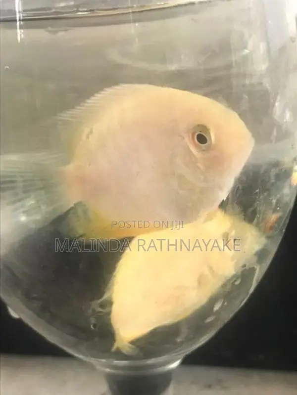Gold Severum