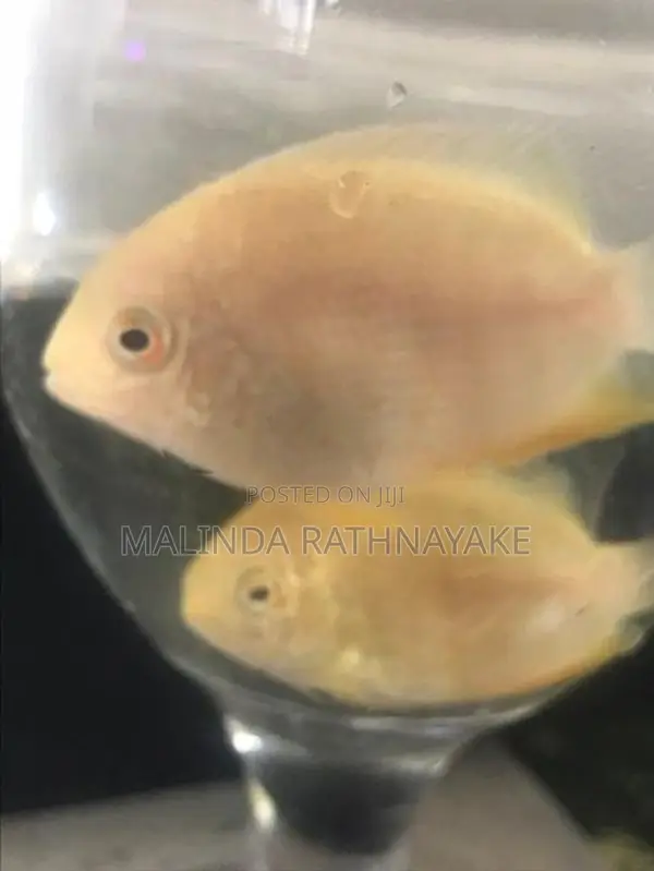 Gold Severum