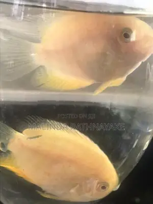 Gold Severum