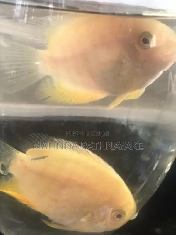 Gold Severum