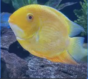 Gold Severum