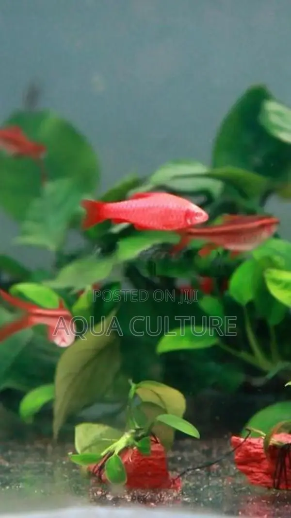 Cherry Barb Long Fin