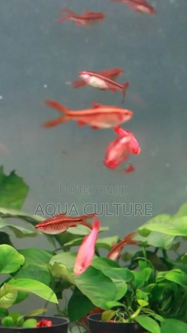 Cherry Barb Long Fin
