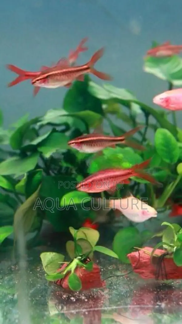 Cherry Barb Long Fin