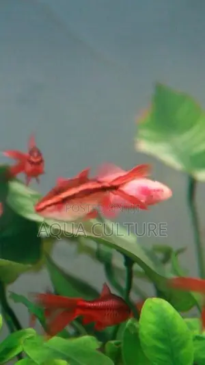 Cherry Barb Long Fin