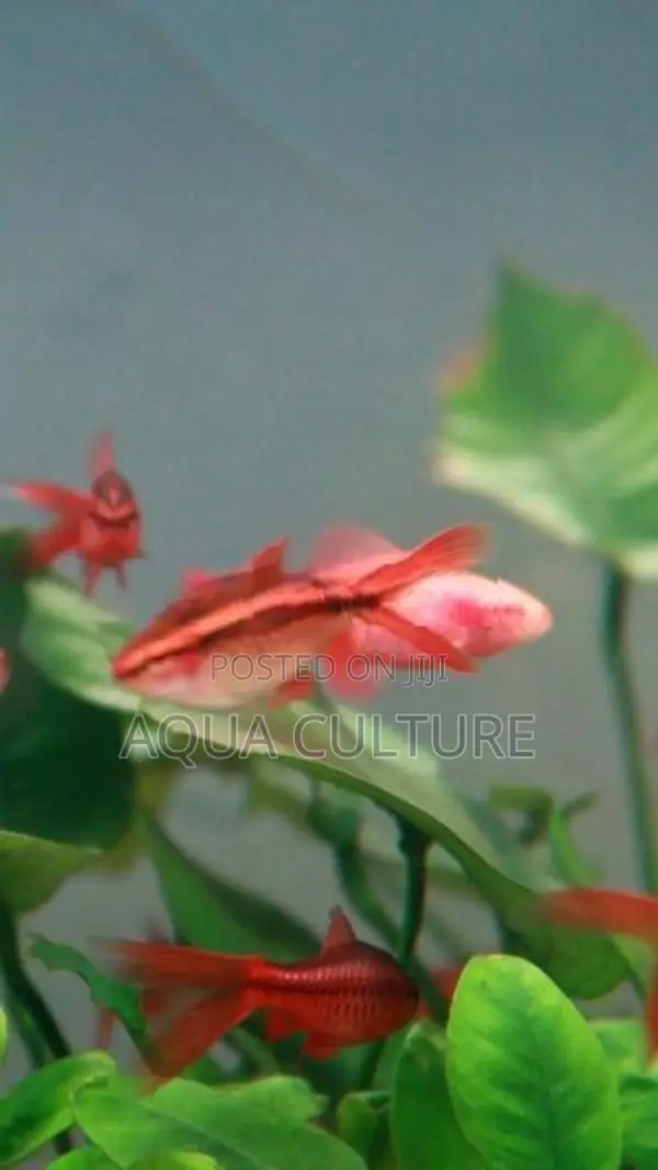Cherry Barb Long Fin