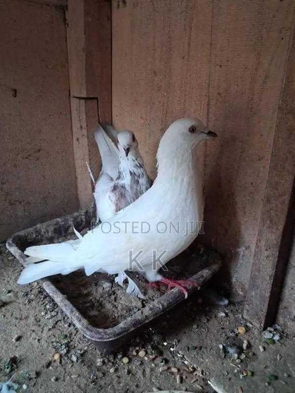 Indian Timing Pigeons