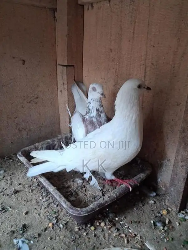 Indian Timing Pigeons