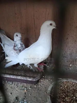 Indian Timing Pigeons