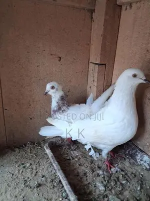 Indian Timing Pigeons