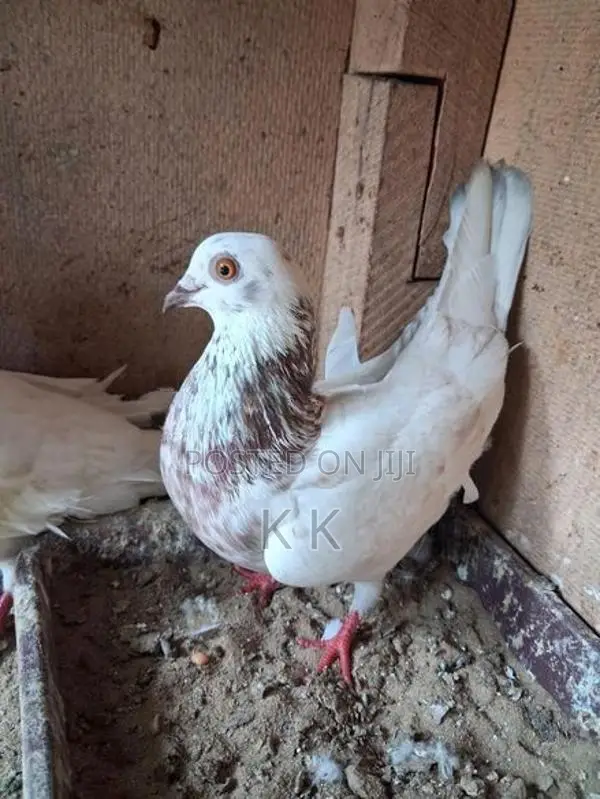 Indian Timing Pigeons