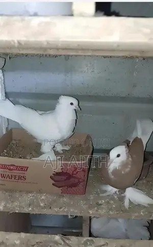 Boot Pigeon