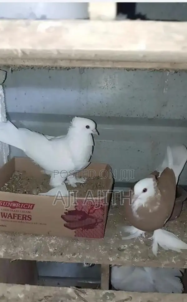 Boot Pigeon