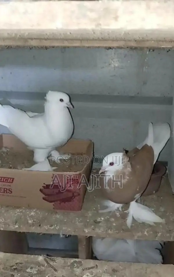 Boot Pigeon