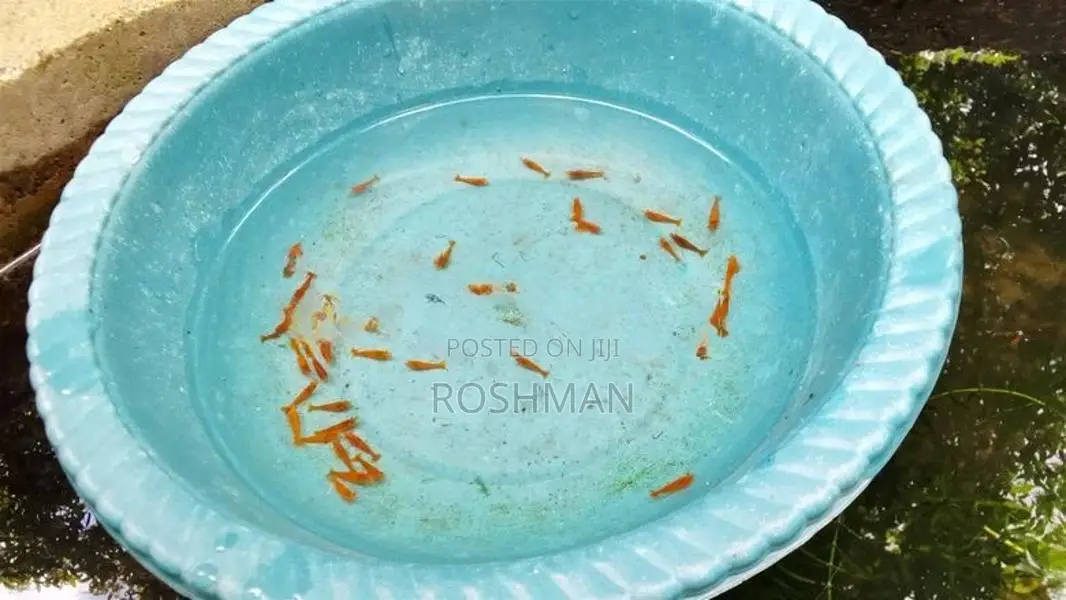 Orange Shrimp