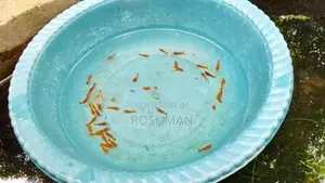 Orange Shrimp