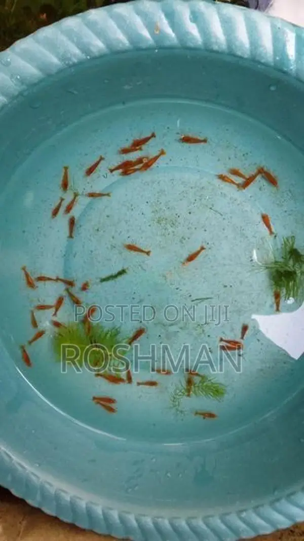 Orange Shrimp