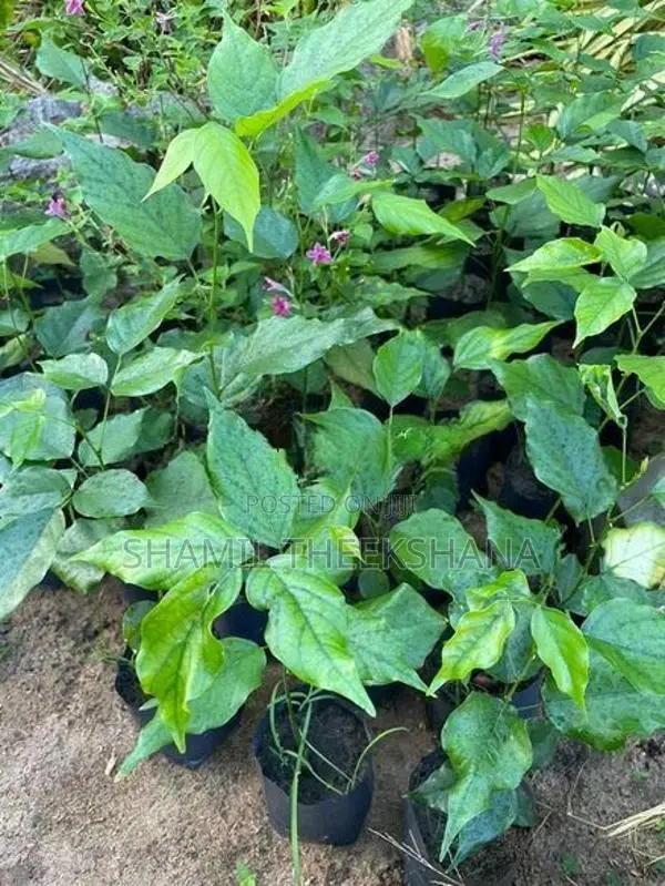 මඟුල් කරඳ පැල