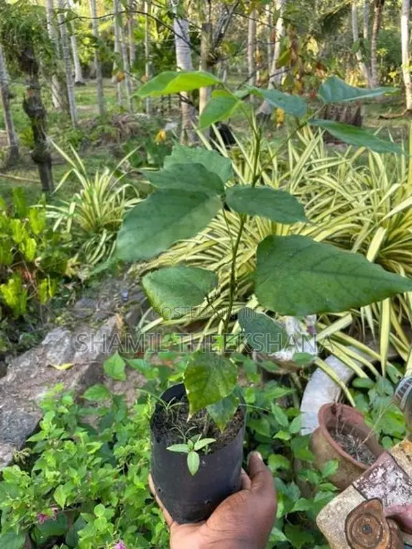 මඟුල් කරඳ පැල
