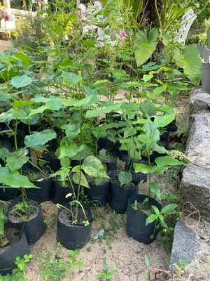 මඟුල් කරඳ පැල