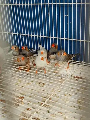 Finches
