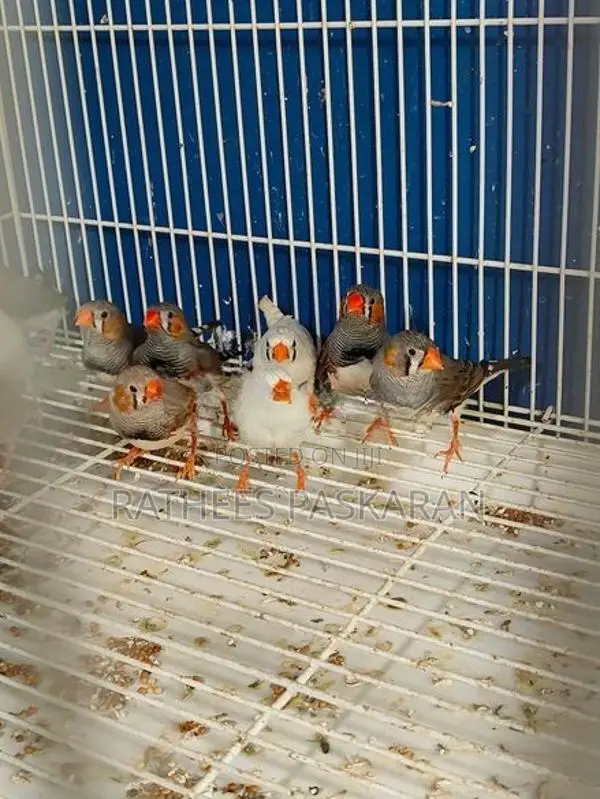 Finches