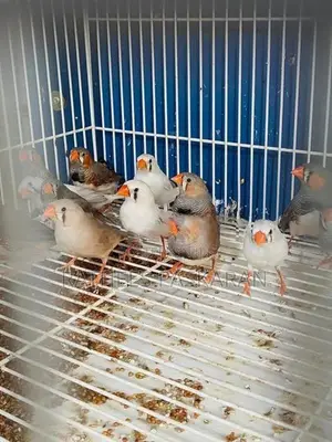 Finches