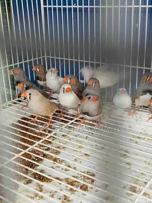 Finches