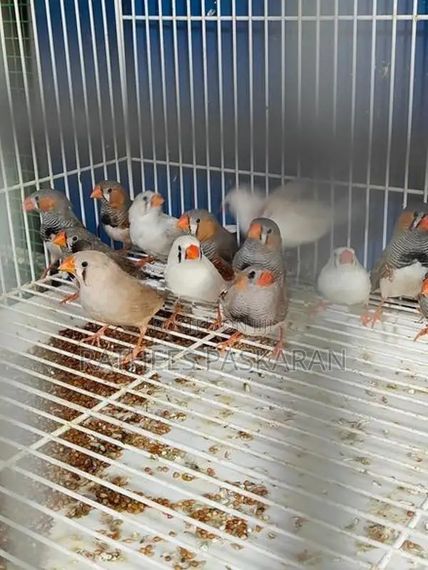 Finches