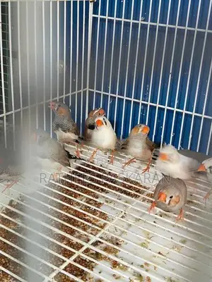 Finches