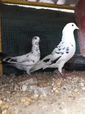 Pigeon