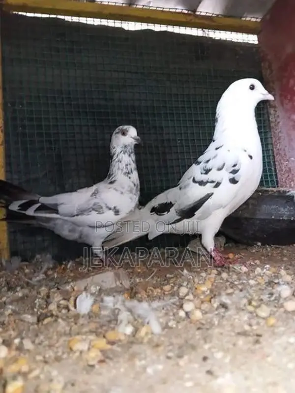 Pigeon