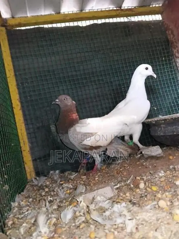 Pigeon