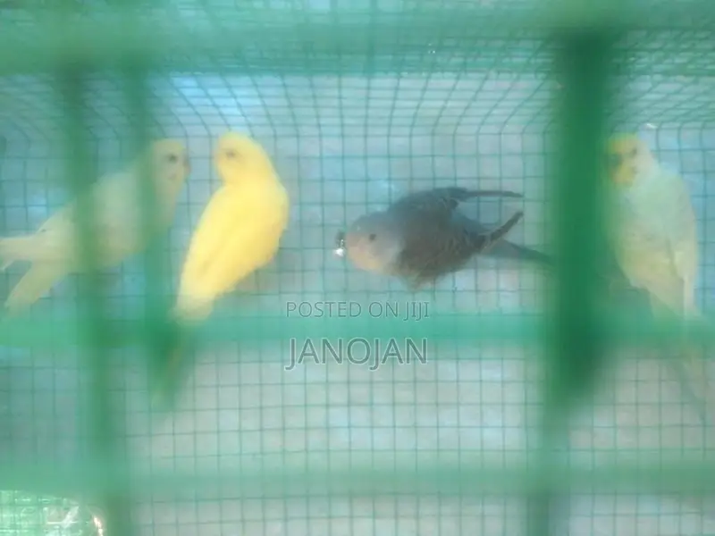 Love Birds