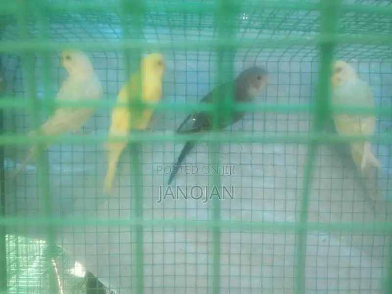 Love Birds