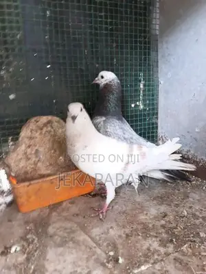 Pigeon