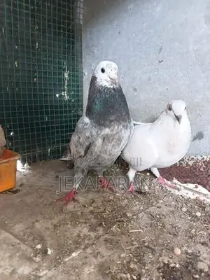 Pigeon