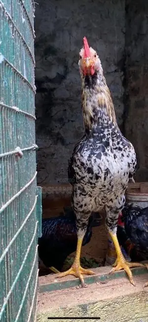 Rooster