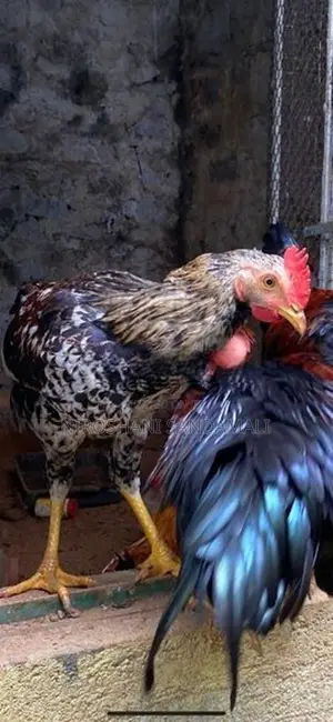 Rooster