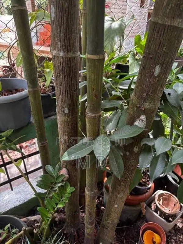 Redfarm Plants